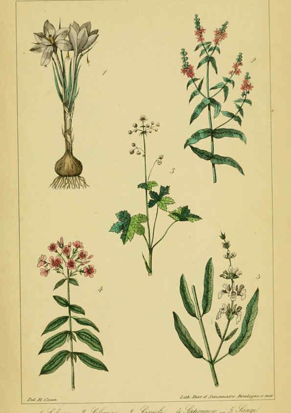 Reproducción/Reproduction 6459827741: Traité pratique et raisonné des plantes médicinales indigènes. 1868. Paris,P. Asselin,1868