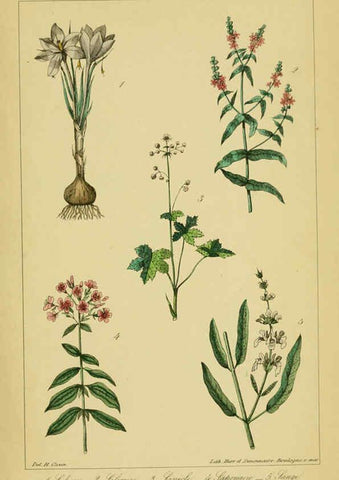 Reproducción/Reproduction 6459827741: Traité pratique et raisonné des plantes médicinales indigènes. 1868. Paris,P. Asselin,1868
