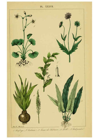 Reproducción/Reproduction 6459828573: Traité pratique et raisonné des plantes médicinales indigènes. 1868. Paris,P. Asselin,1868