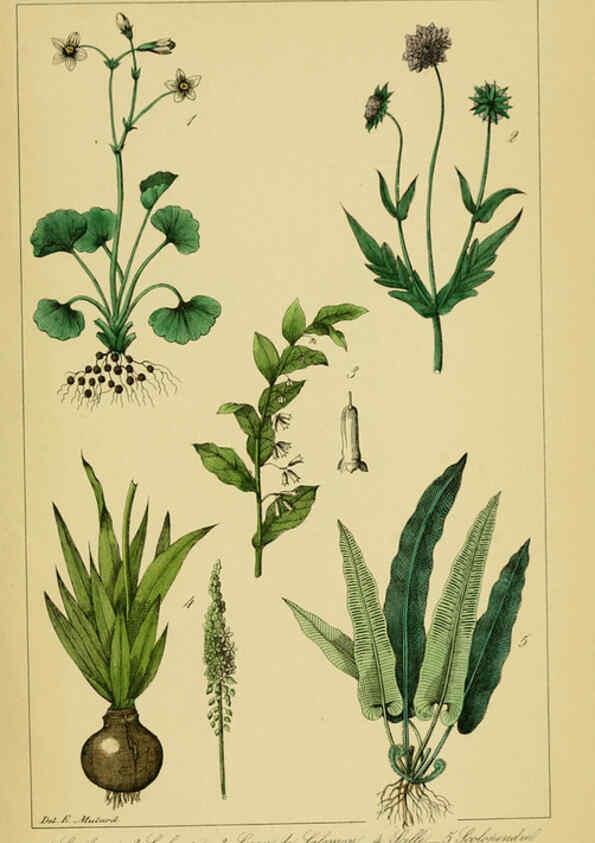 Reproducción/Reproduction 6459828573: Traité pratique et raisonné des plantes médicinales indigènes. 1868. Paris,P. Asselin,1868