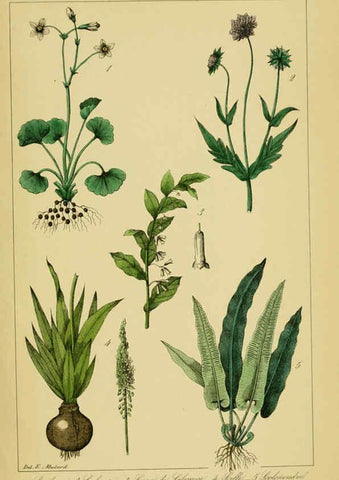Reproducción/Reproduction 6459828573: Traité pratique et raisonné des plantes médicinales indigènes. 1868. Paris,P. Asselin,1868