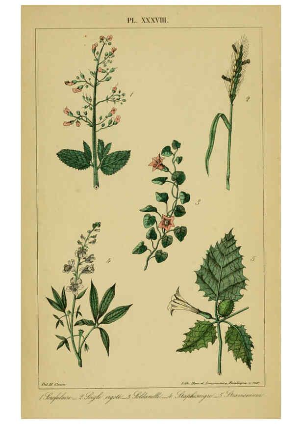 Reproducción/Reproduction 6459828963: Traité pratique et raisonné des plantes médicinales indigènes. 1868. Paris,P. Asselin,1868