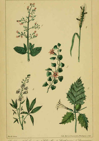 Reproducción/Reproduction 6459828963: Traité pratique et raisonné des plantes médicinales indigènes. 1868. Paris,P. Asselin,1868
