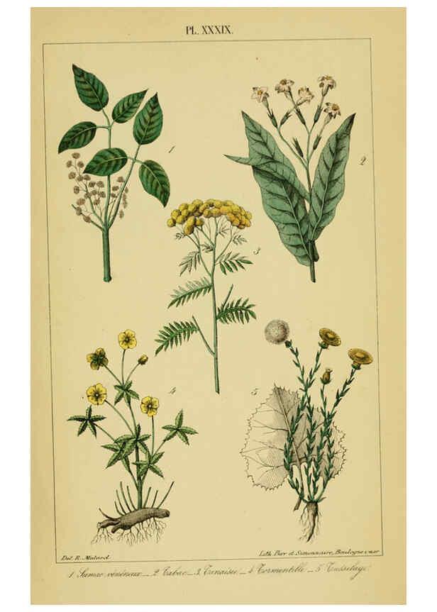Reproducción/Reproduction 6459829535: Traité pratique et raisonné des plantes médicinales indigènes. 1868. Paris,P. Asselin,1868