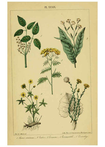 Reproducción/Reproduction 6459829535: Traité pratique et raisonné des plantes médicinales indigènes. 1868. Paris,P. Asselin,1868