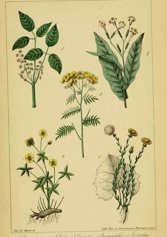 Reproducción/Reproduction 6459829535: Traité pratique et raisonné des plantes médicinales indigènes. 1868. Paris,P. Asselin,1868
