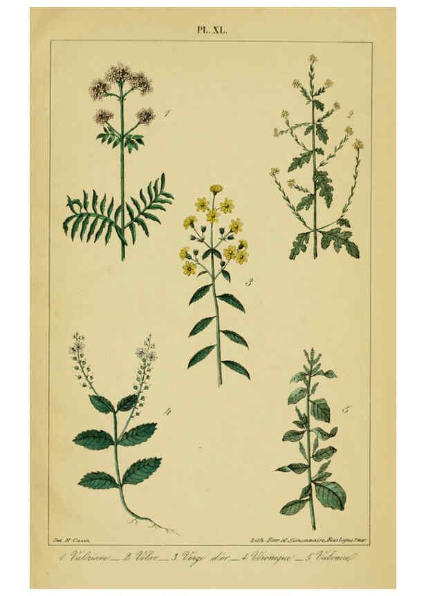 Reproducción/Reproduction 6459830081: Traité pratique et raisonné des plantes médicinales indigènes. 1868. Paris,P. Asselin,1868