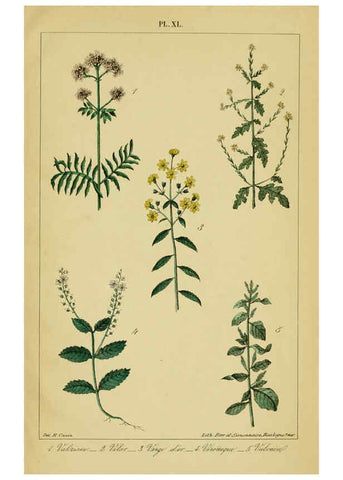 Reproducción/Reproduction 6459830081: Traité pratique et raisonné des plantes médicinales indigènes. 1868. Paris,P. Asselin,1868