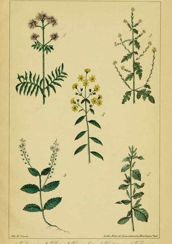 Reproducción/Reproduction 6459830081: Traité pratique et raisonné des plantes médicinales indigènes. 1868. Paris,P. Asselin,1868