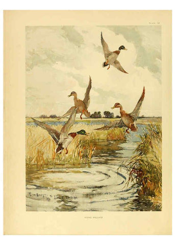 Reproducción/Reproduction 6459918291: A natural history of the ducks. v.2. Boston ;Houghton Mifflin Company ;1922-1926