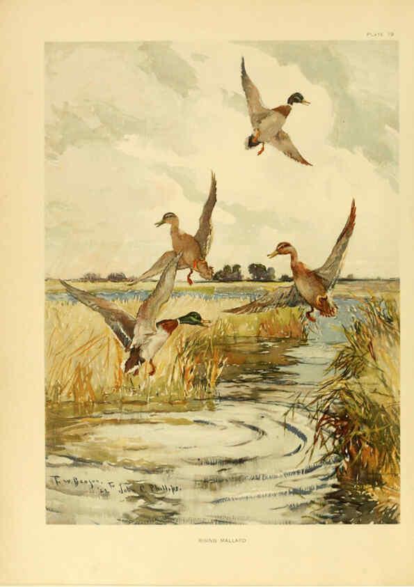 Reproducción/Reproduction 6459918291: A natural history of the ducks. v.2. Boston ;Houghton Mifflin Company ;1922-1926
