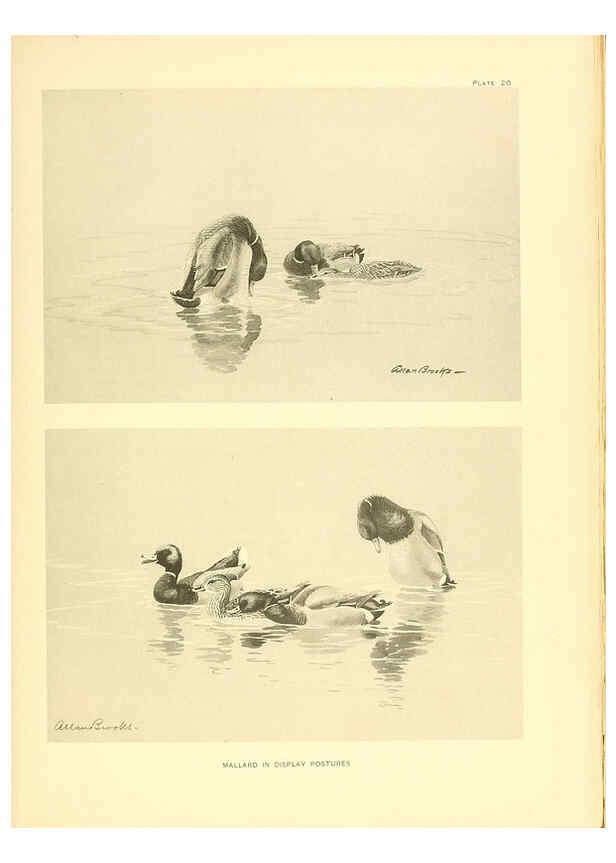 Reproducción/Reproduction 6459918919: A natural history of the ducks. v.2. Boston ;Houghton Mifflin Company ;1922-1926