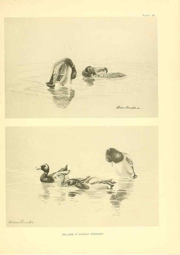 Reproducción/Reproduction 6459918919: A natural history of the ducks. v.2. Boston ;Houghton Mifflin Company ;1922-1926