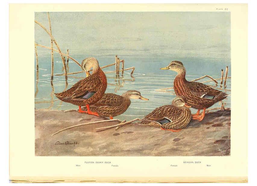 Reproducción/Reproduction 6459919913: A natural history of the ducks. v.2. Boston ;Houghton Mifflin Company ;1922-1926