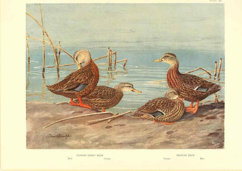 Reproducción/Reproduction 6459919913: A natural history of the ducks. v.2. Boston ;Houghton Mifflin Company ;1922-1926