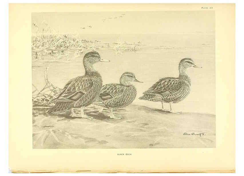 Reproducción/Reproduction 6459920267: A natural history of the ducks. v.2. Boston ;Houghton Mifflin Company ;1922-1926