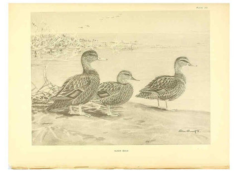 Reproducción/Reproduction 6459920267: A natural history of the ducks. v.2. Boston ;Houghton Mifflin Company ;1922-1926