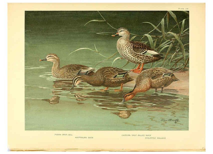 Reproducción/Reproduction 6459920651: A natural history of the ducks. v.2. Boston ;Houghton Mifflin Company ;1922-1926