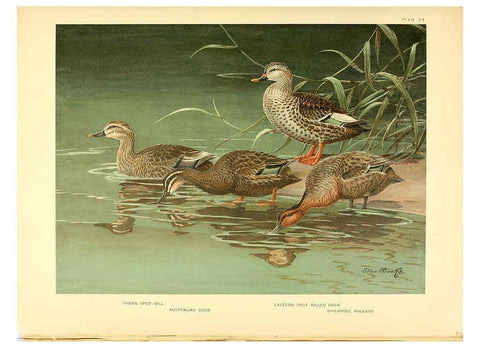 Reproducción/Reproduction 6459920651: A natural history of the ducks. v.2. Boston ;Houghton Mifflin Company ;1922-1926