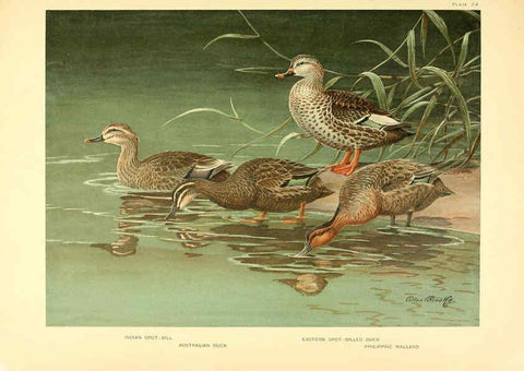 Reproducción/Reproduction 6459920651: A natural history of the ducks. v.2. Boston ;Houghton Mifflin Company ;1922-1926