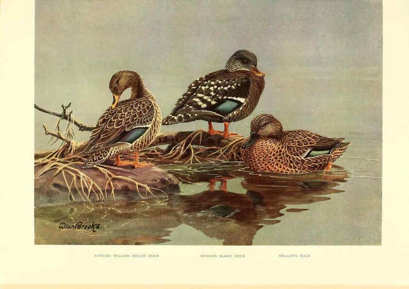 Reproducción/Reproduction 6459921017: A natural history of the ducks. v.2. Boston ;Houghton Mifflin Company ;1922-1926