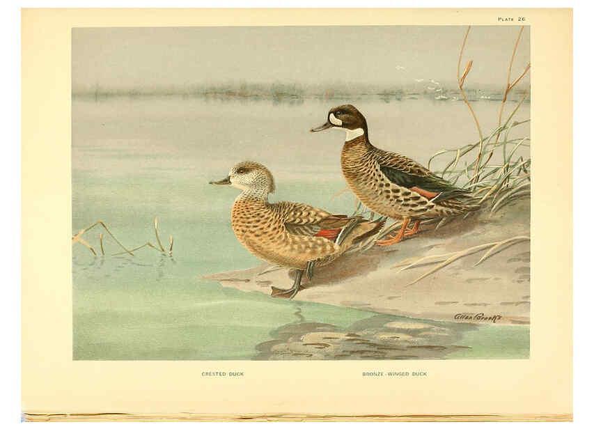 Reproducción/Reproduction 6459921413: A natural history of the ducks. v.2. Boston ;Houghton Mifflin Company ;1922-1926