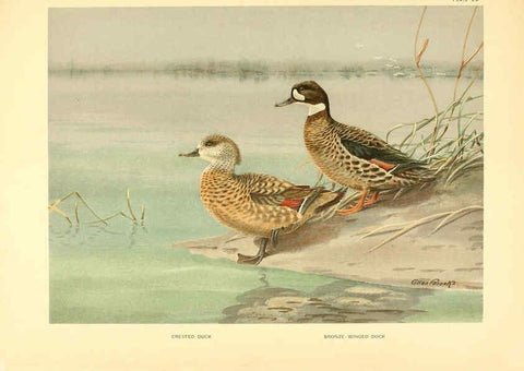 Reproducción/Reproduction 6459921413: A natural history of the ducks. v.2. Boston ;Houghton Mifflin Company ;1922-1926