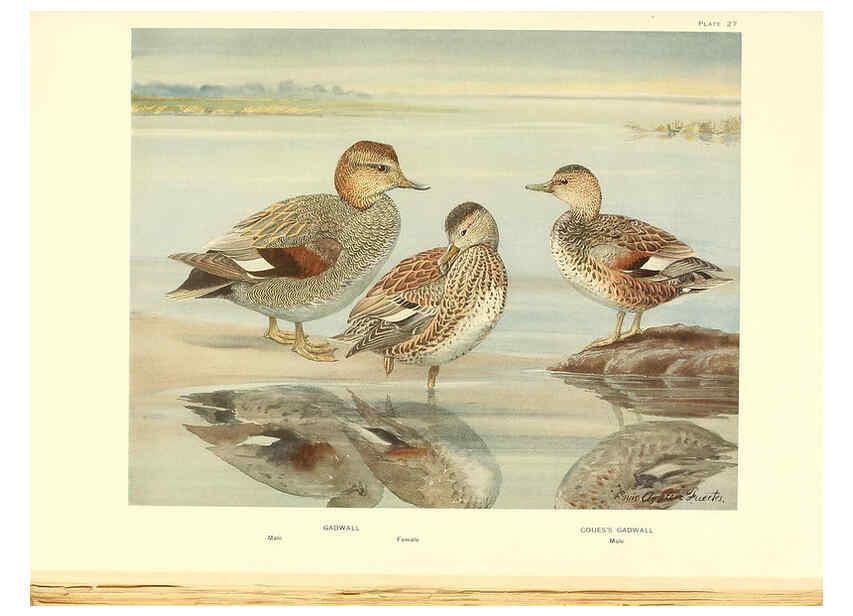 Reproducción/Reproduction 6459921827: A natural history of the ducks. v.2. Boston ;Houghton Mifflin Company ;1922-1926
