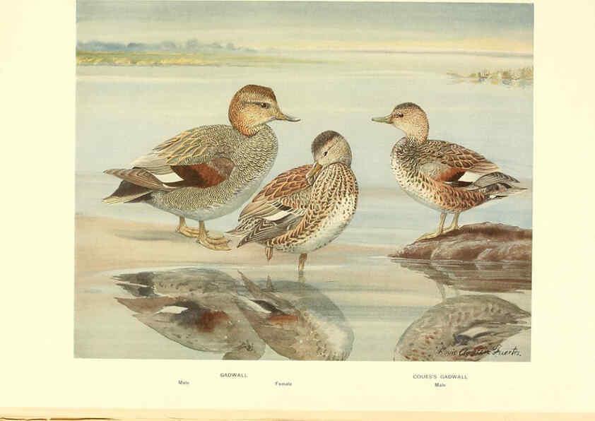 Reproducción/Reproduction 6459921827: A natural history of the ducks. v.2. Boston ;Houghton Mifflin Company ;1922-1926