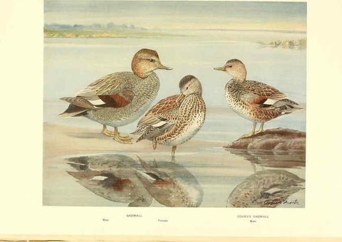 Reproducción/Reproduction 6459921827: A natural history of the ducks. v.2. Boston ;Houghton Mifflin Company ;1922-1926