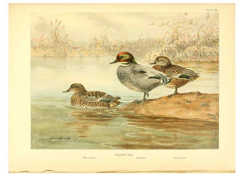 Reproducción/Reproduction 6459922203: A natural history of the ducks. v.2. Boston ;Houghton Mifflin Company ;1922-1926
