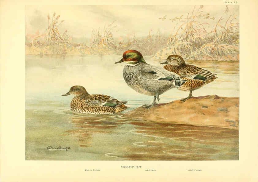 Reproducción/Reproduction 6459922203: A natural history of the ducks. v.2. Boston ;Houghton Mifflin Company ;1922-1926
