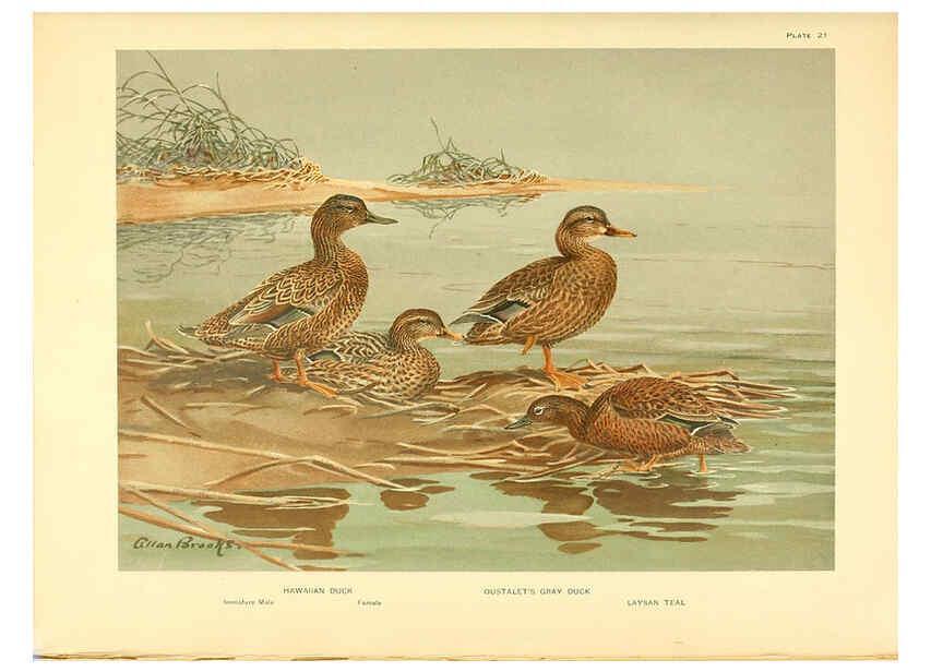 Reproducción/Reproduction 6459919367: A natural history of the ducks. v.2. Boston ;Houghton Mifflin Company ;1922-1926
