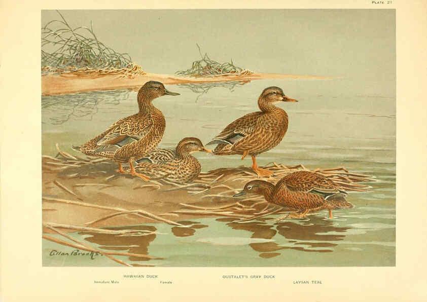 Reproducción/Reproduction 6459919367: A natural history of the ducks. v.2. Boston ;Houghton Mifflin Company ;1922-1926
