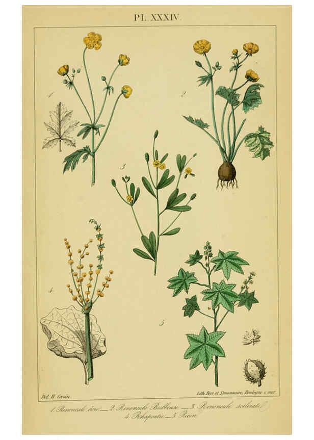 Reproducción/Reproduction 6459826859: Traité pratique et raisonné des plantes médicinales indigènes. 1868. Paris,P. Asselin,1868