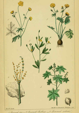 Reproducción/Reproduction 6459826859: Traité pratique et raisonné des plantes médicinales indigènes. 1868. Paris,P. Asselin,1868