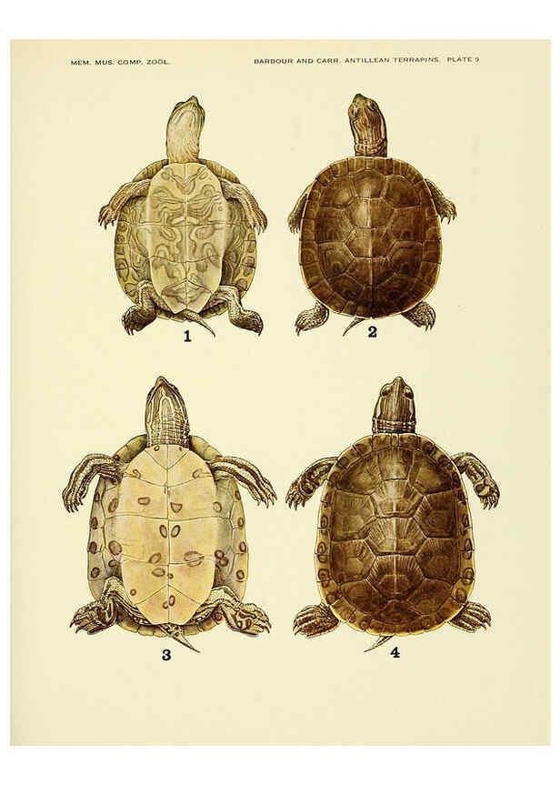 Reproducción/Reproduction 6465667731: Antillean terrapins Cambridge, U.S.A.,Printed for the Museum,1940