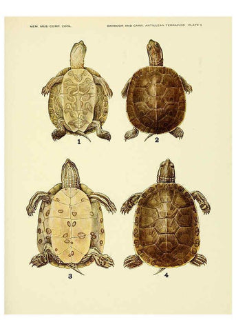 Reproducción/Reproduction 6465667731: Antillean terrapins Cambridge, U.S.A.,Printed for the Museum,1940