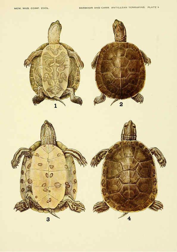 Reproducción/Reproduction 6465667731: Antillean terrapins Cambridge, U.S.A.,Printed for the Museum,1940