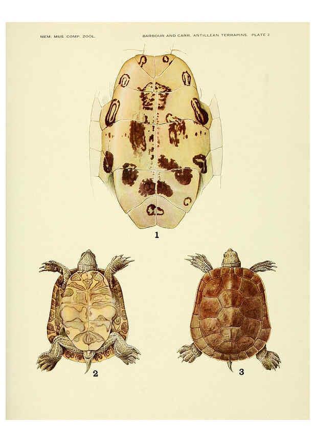 Reproducción/Reproduction 6465665633: Antillean terrapins Cambridge, U.S.A.,Printed for the Museum,1940