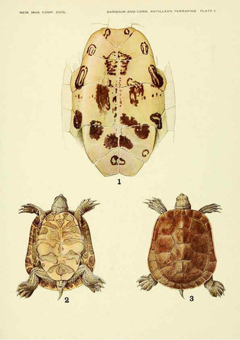 Reproducción/Reproduction 6465665633: Antillean terrapins Cambridge, U.S.A.,Printed for the Museum,1940