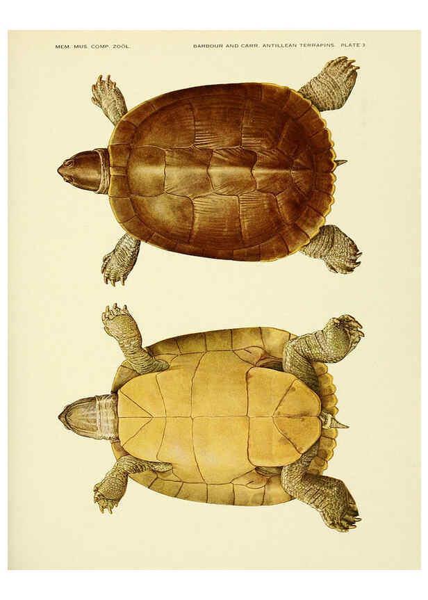 Reproducción/Reproduction 6465666009: Antillean terrapins Cambridge, U.S.A.,Printed for the Museum,1940
