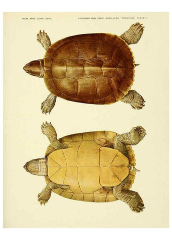 Reproducción/Reproduction 6465666009: Antillean terrapins Cambridge, U.S.A.,Printed for the Museum,1940