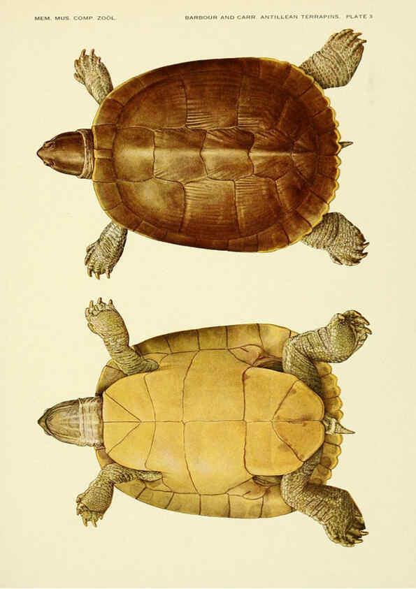 Reproducción/Reproduction 6465666009: Antillean terrapins Cambridge, U.S.A.,Printed for the Museum,1940