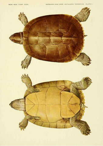 Reproducción/Reproduction 6465666009: Antillean terrapins Cambridge, U.S.A.,Printed for the Museum,1940