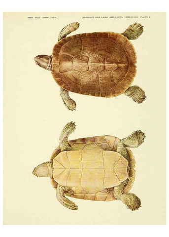 Reproducción/Reproduction 6465666291: Antillean terrapins Cambridge, U.S.A.,Printed for the Museum,1940