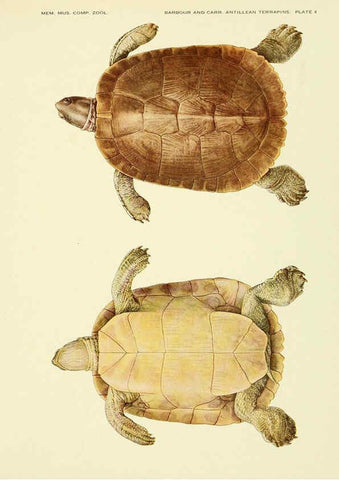 Reproducción/Reproduction 6465666291: Antillean terrapins Cambridge, U.S.A.,Printed for the Museum,1940