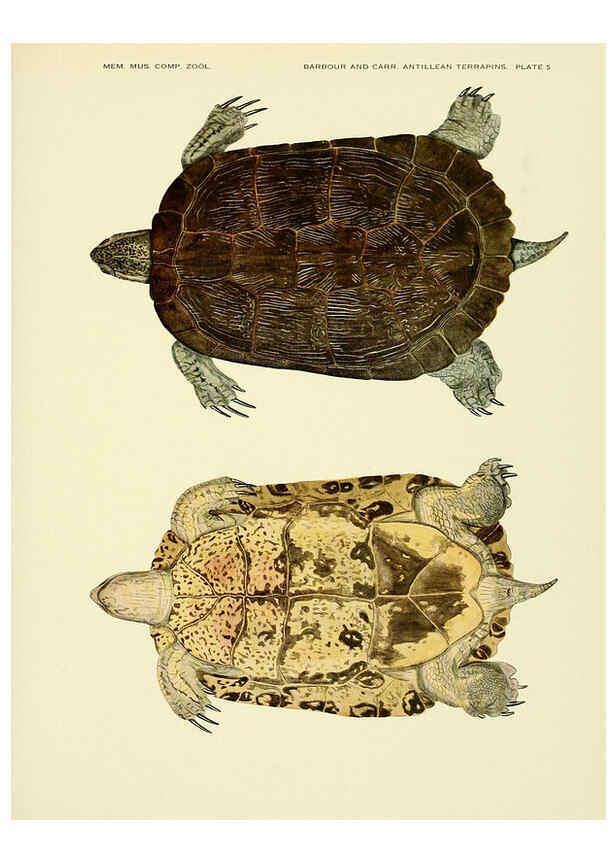 Reproducción/Reproduction 6465666591: Antillean terrapins Cambridge, U.S.A.,Printed for the Museum,1940