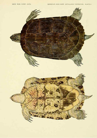 Reproducción/Reproduction 6465666591: Antillean terrapins Cambridge, U.S.A.,Printed for the Museum,1940