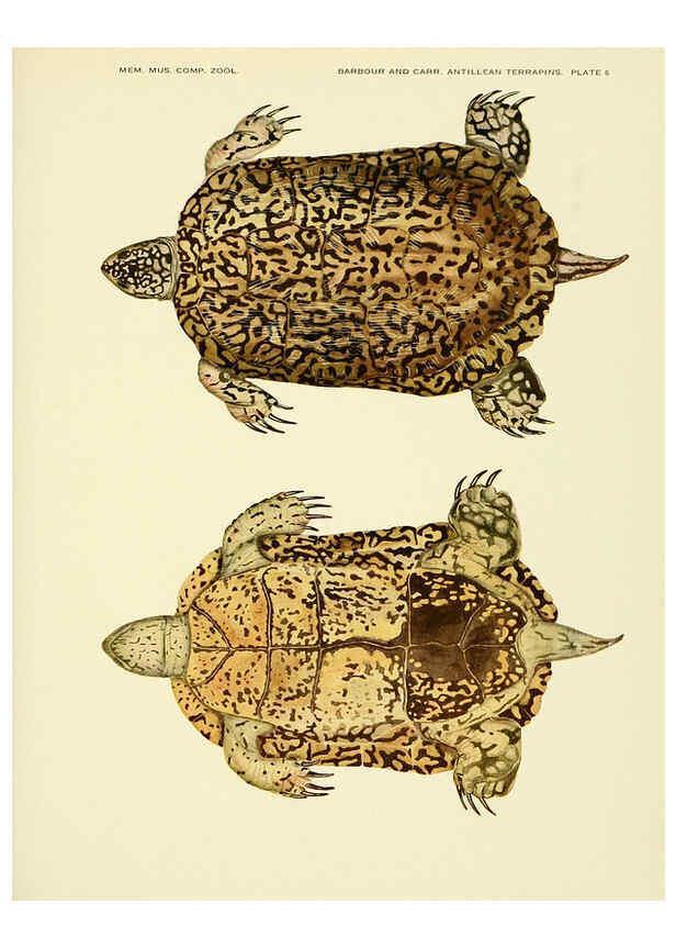 Reproducción/Reproduction 6465666865: Antillean terrapins Cambridge, U.S.A.,Printed for the Museum,1940